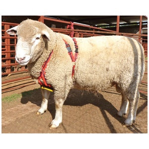 Ram Harness MatingMark Regular
