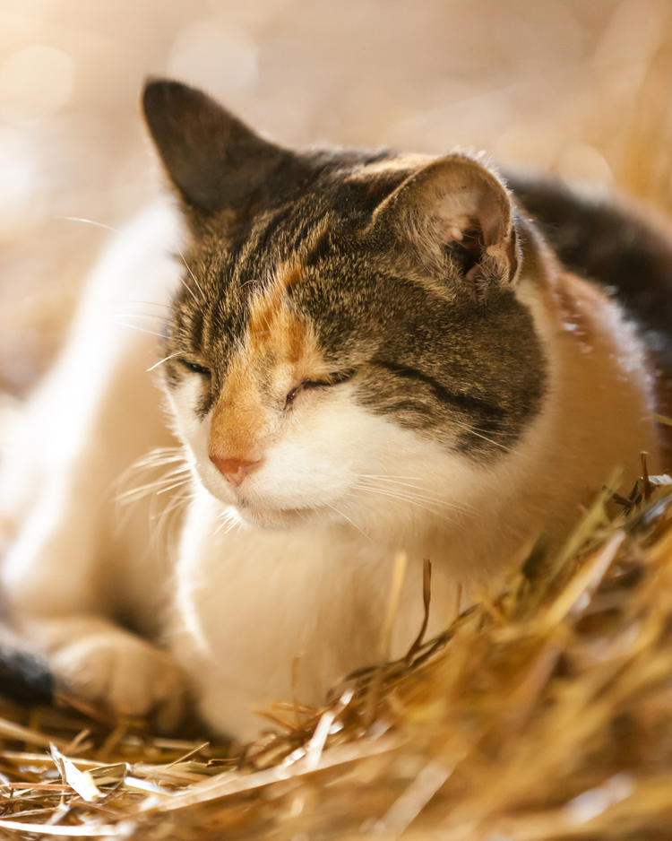 Cat Supplies