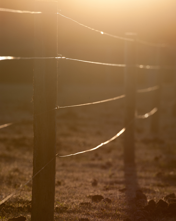 Livestock Supplies