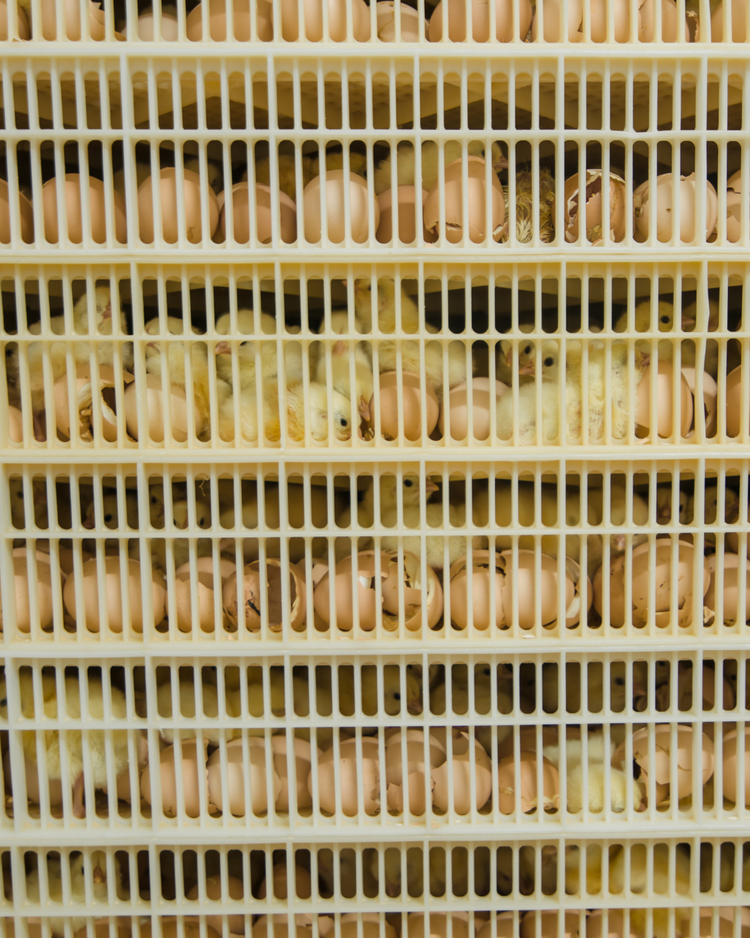Bird & Poultry Supplies
