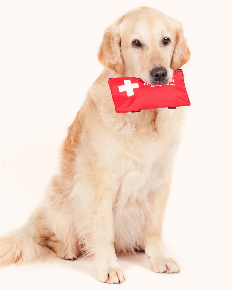 First Aid