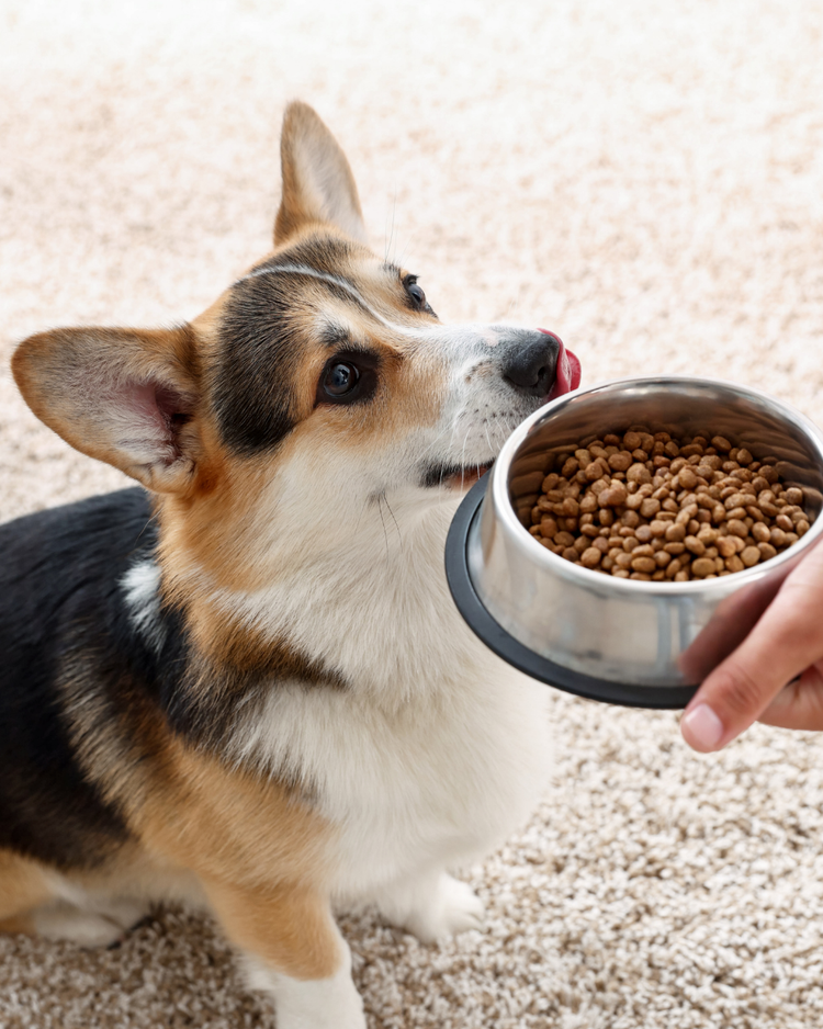 Dog Food