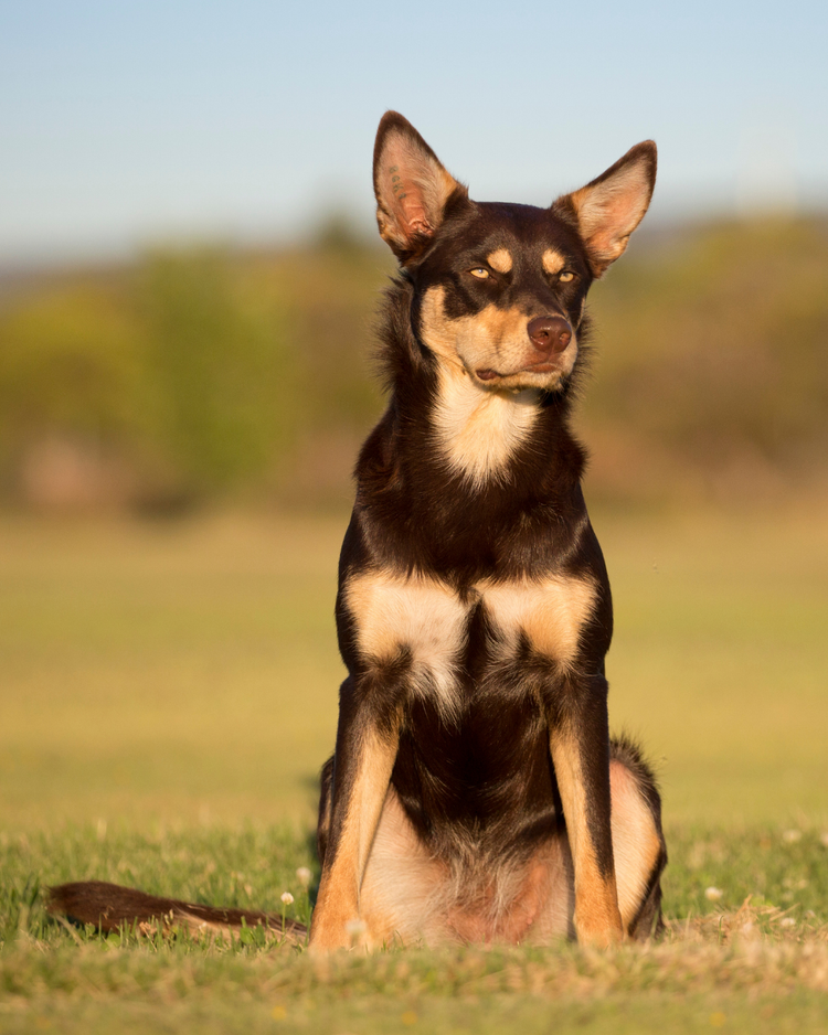 Dog Supplies