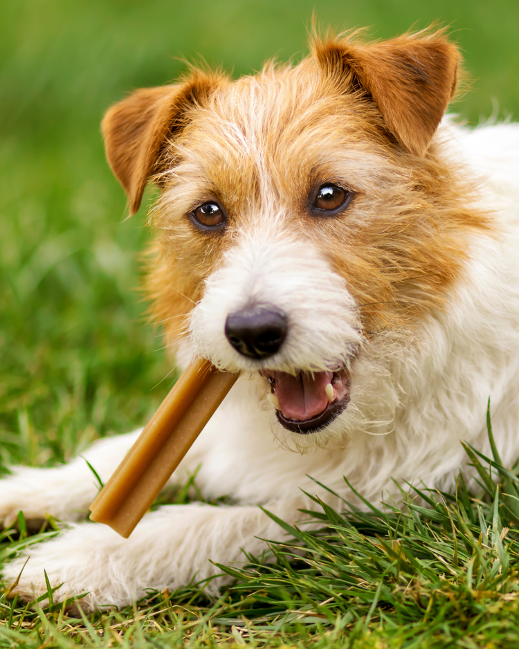 Dog Treats