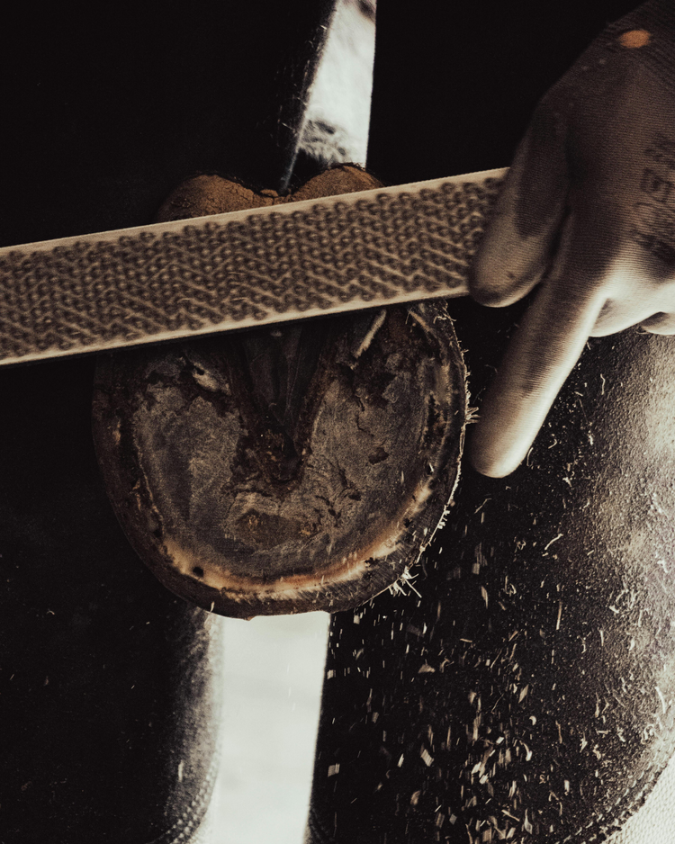 Farrier
