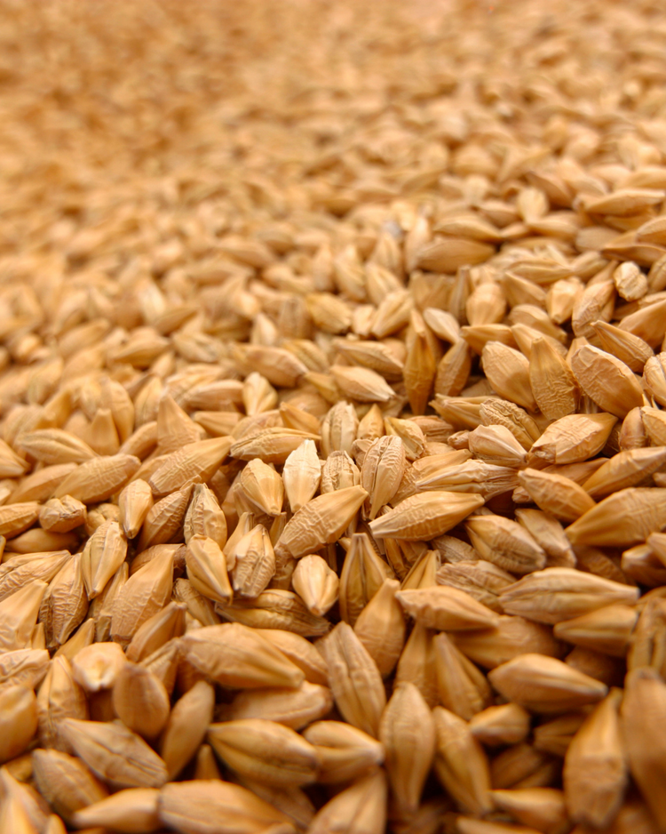 Grain