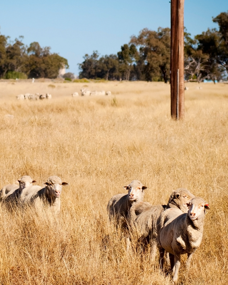Livestock