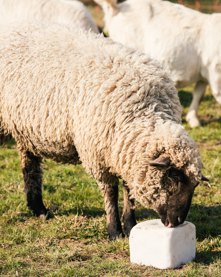Livestock Supplement