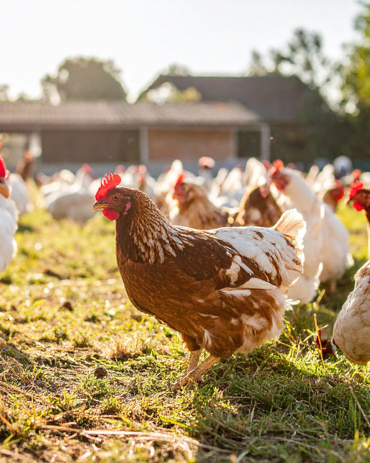 Bird & Poultry Food