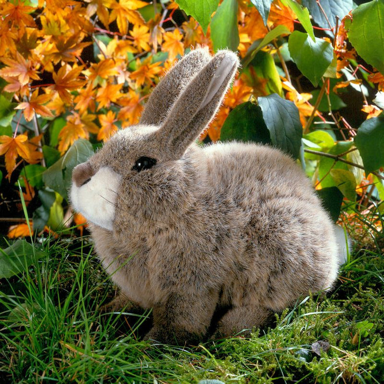 Rabbit/Guinea Pig