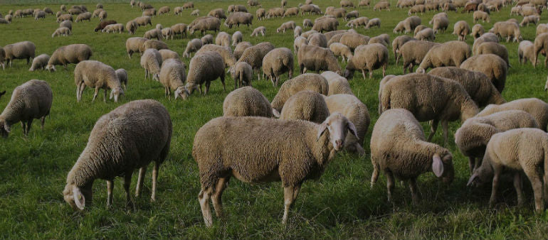 Essential Animal Supplies