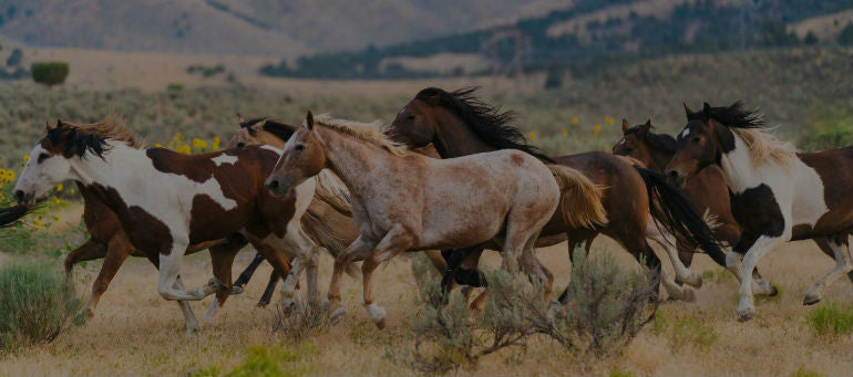 Essential Animal Supplies