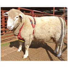 Ram Harness MatingMark Regular