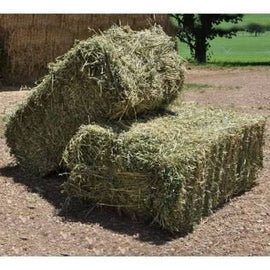 Lucerne Hay Small Square Bale - Pick Up Only