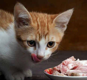 Essential Animal Supplies