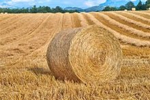 Barley Straw Round Bale 4x4