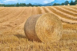 Barley Straw Round Bale 4x4 - Pick Up Only