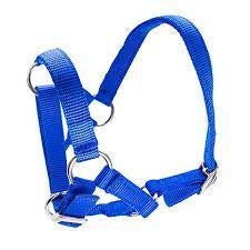 Bainbridge Alpaca Halter - Blue
