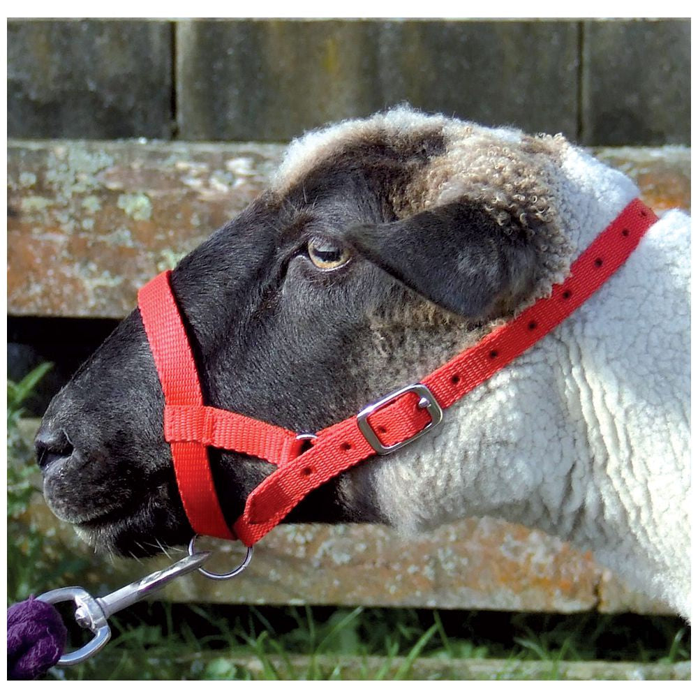 Halter Webbing Sheep Large Red