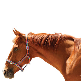 Eureka - Rainbow Headstall - Pony