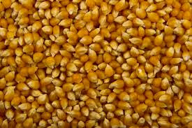 Popcorn Maize 20kg