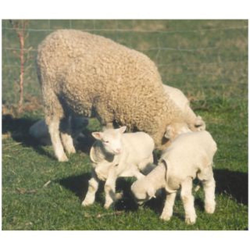 Lamb Cover Woolover each