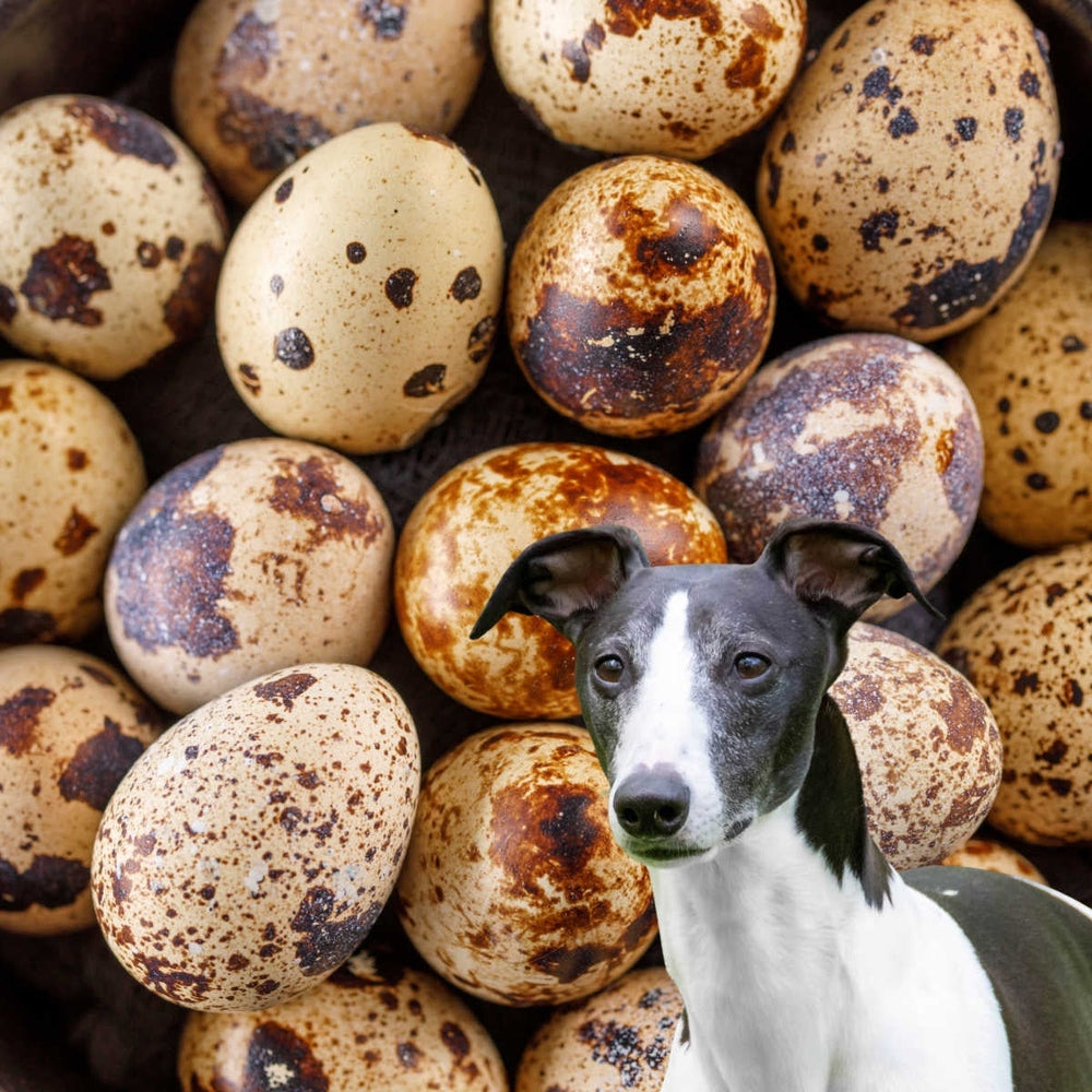 "Rannoch Quail" Eggs for Dogs Pack of 18