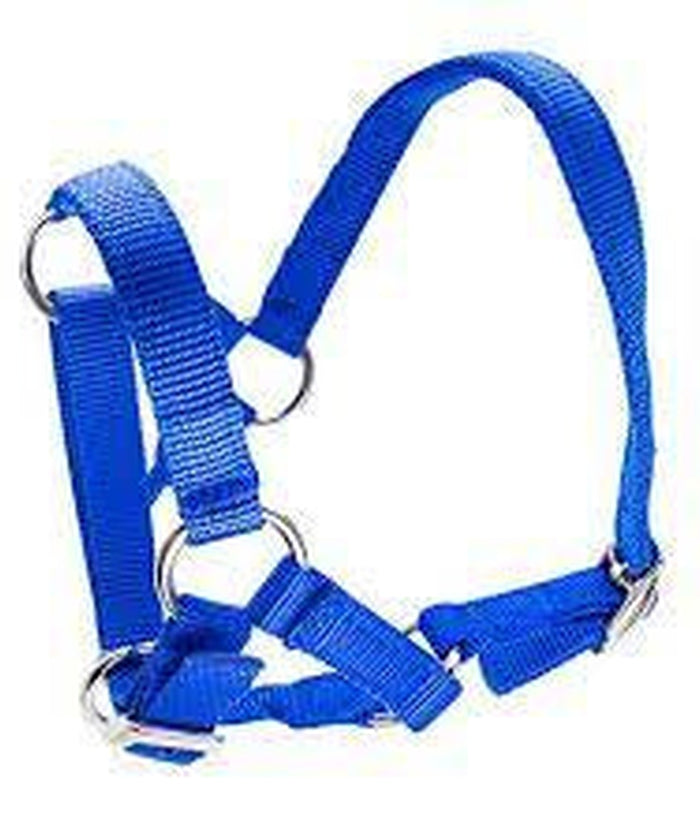Bainbridge Alpaca Halter - Blue